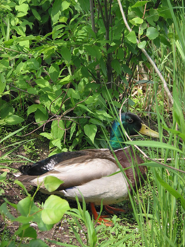 Photo of Mallard Duck(2045)