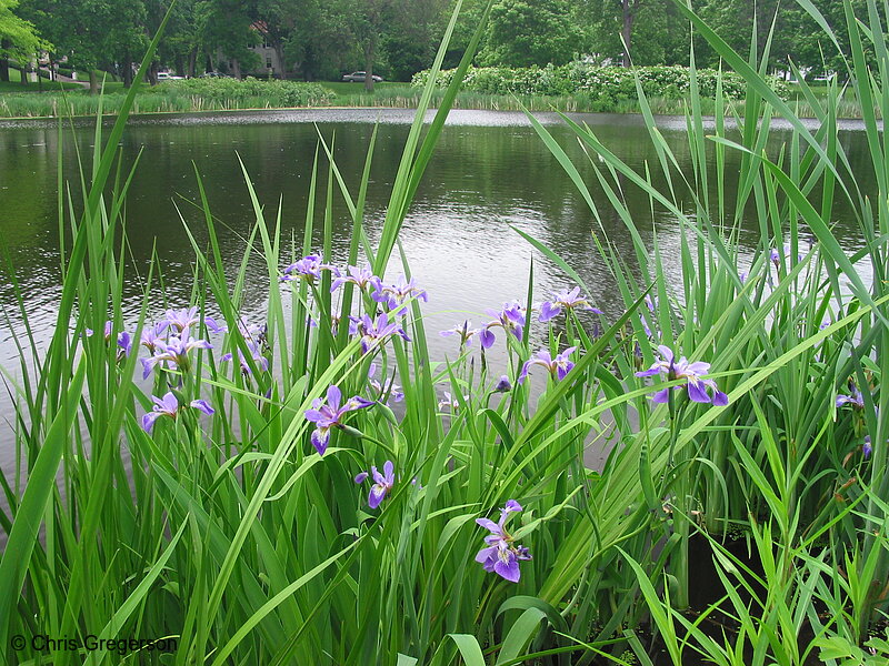 Photo of Southwest Lake Calhoun Wetland Ponds(2047)