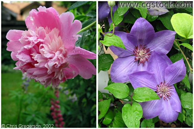 Photo of Peony and Clematis Flowers(2133)
