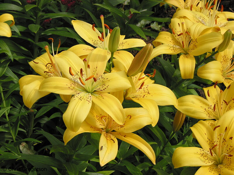 Photo of Yellow Lily(2158)