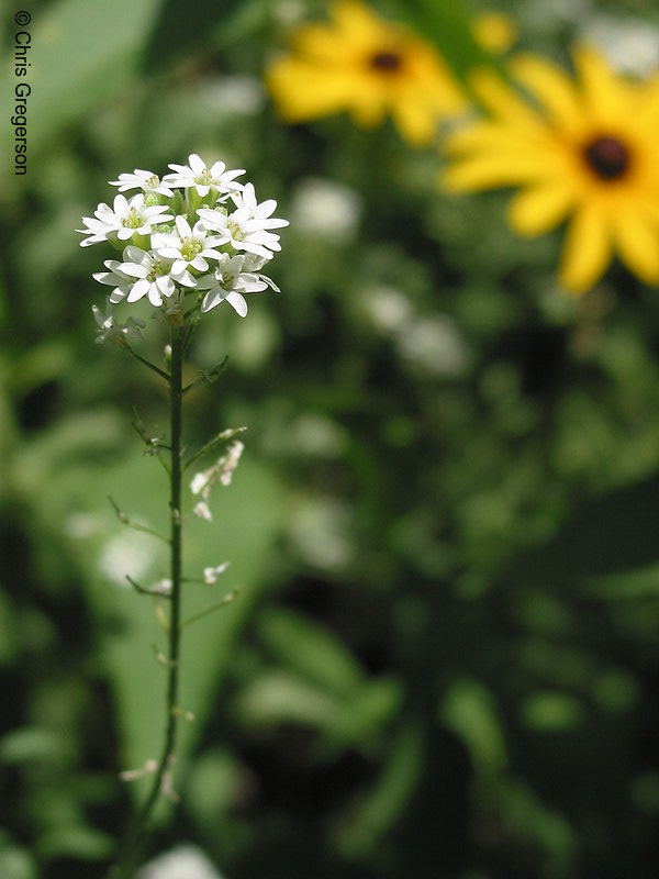 Photo of Mustard Flower (Brassicaceae)(2162)