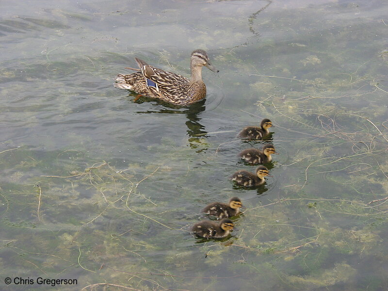 Photo of Mother Duck and Ducklings(2170)