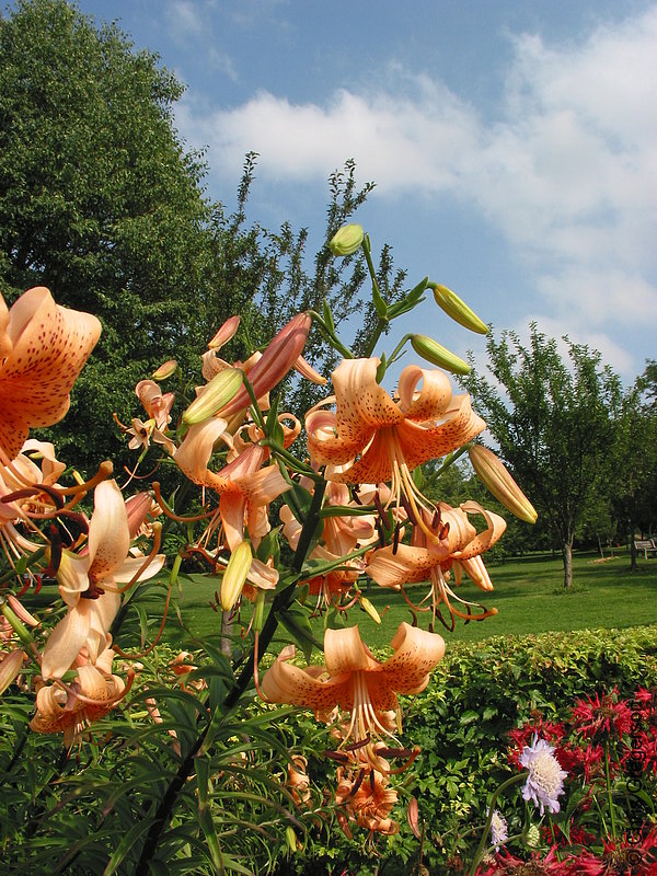 Photo of Lilies (Stargazer or Tiger)(2179)