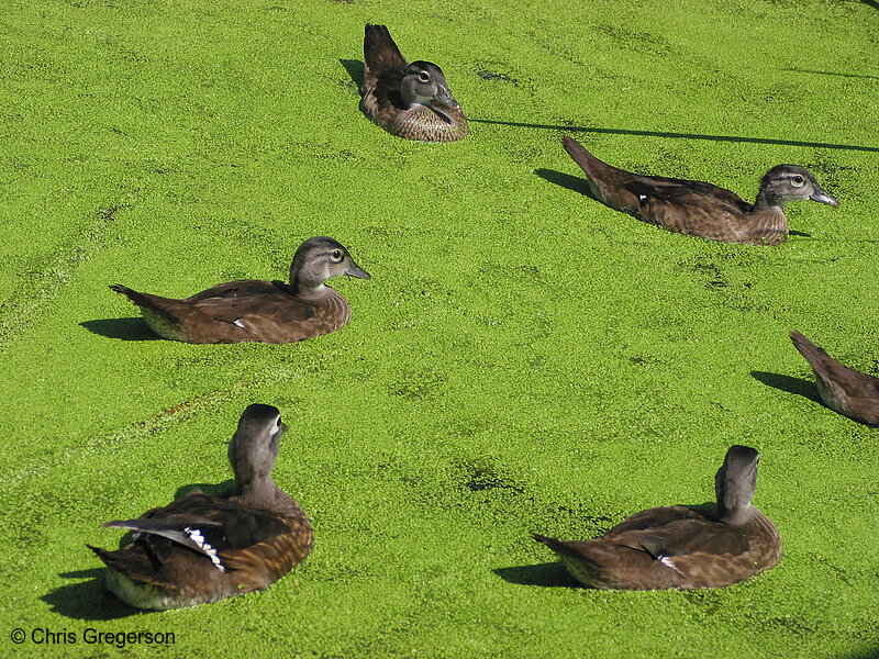Photo of Ducks in the Calhoun Settling Pond(2188)