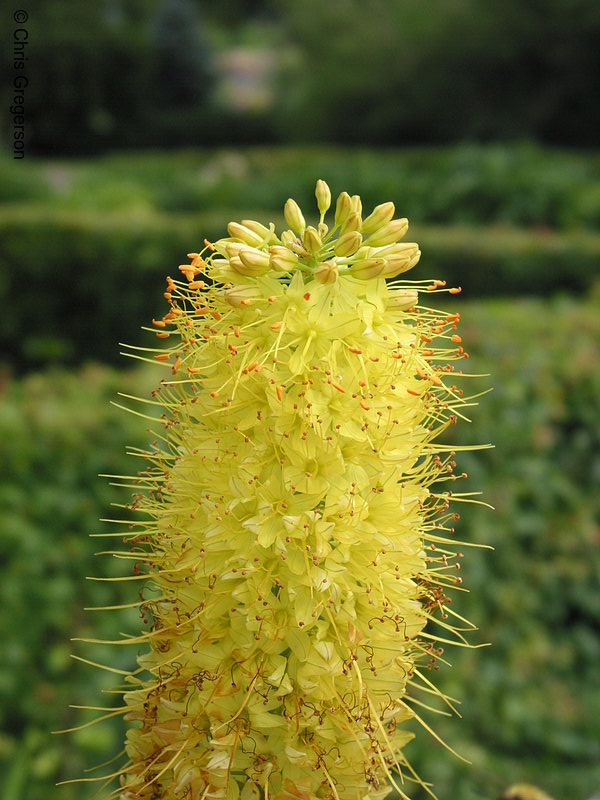 Photo of Yellow Liatris Flower(2225)