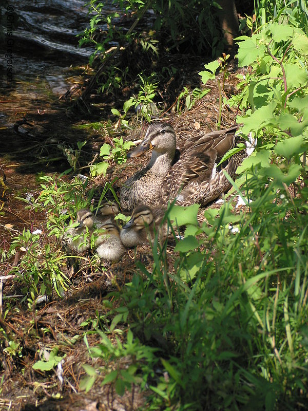 Photo of Mother Duck and Ducklings(2246)