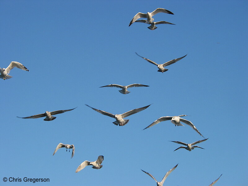 Photo of Seagulls at Lake Calhoun(2316)