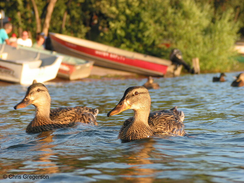 Photo of Duck Swimming on Lake Calhoun(2324)