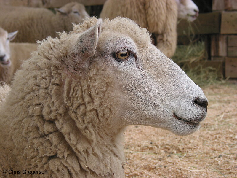 Photo of Sheep(2369)