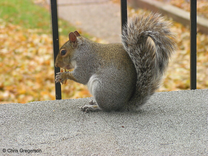 Photo of Squirrel Eating a Cookie(2518)