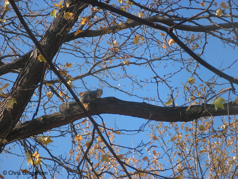 Photo of Squirrel on a Tree Branch(2521)