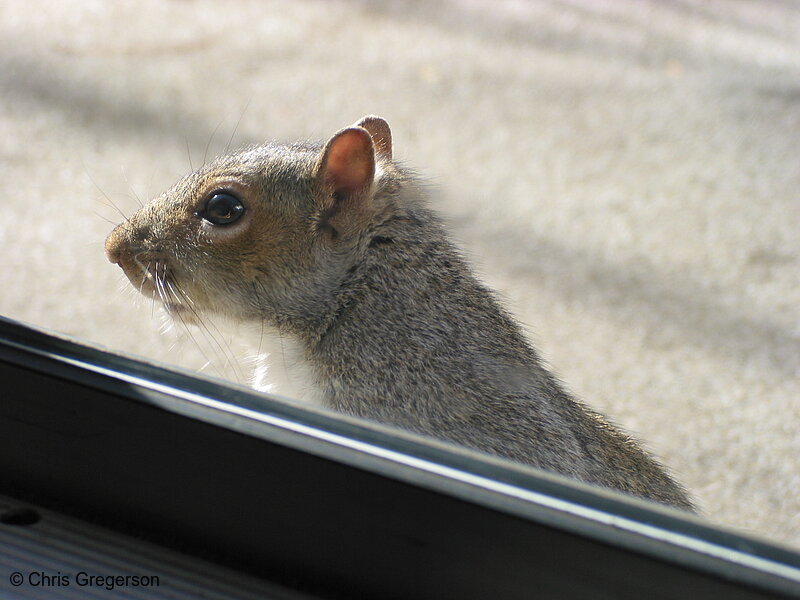 Photo of Squirrel at Patio Door(2525)