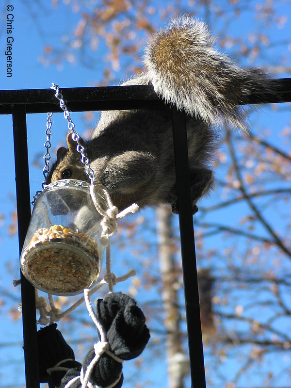 Photo of Squirrel Reaching for Feeder(2526)