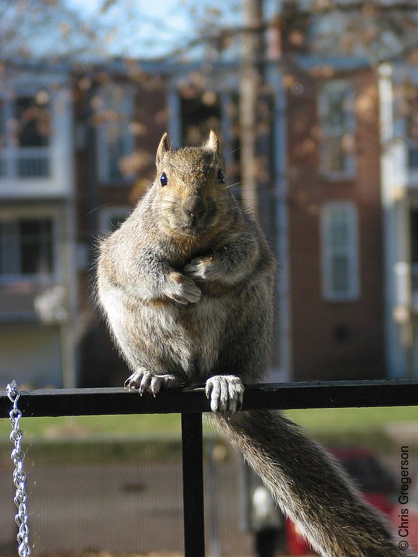 Photo of Squirrel Watching Camera(2528)
