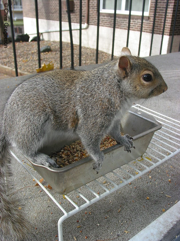 Photo of Squirrel Standing on Feeder(2531)