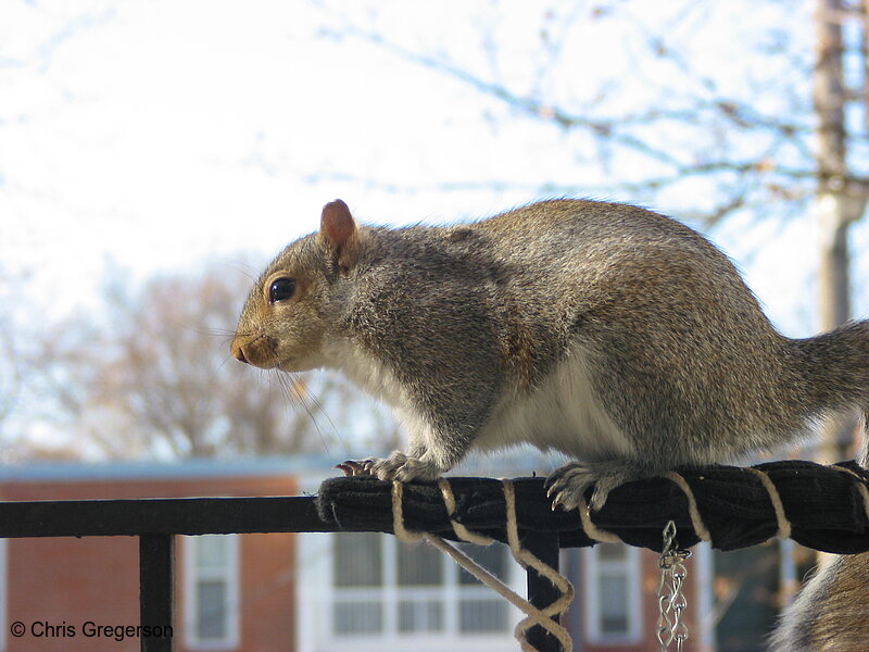 Photo of Squirrel on Railing(2543)