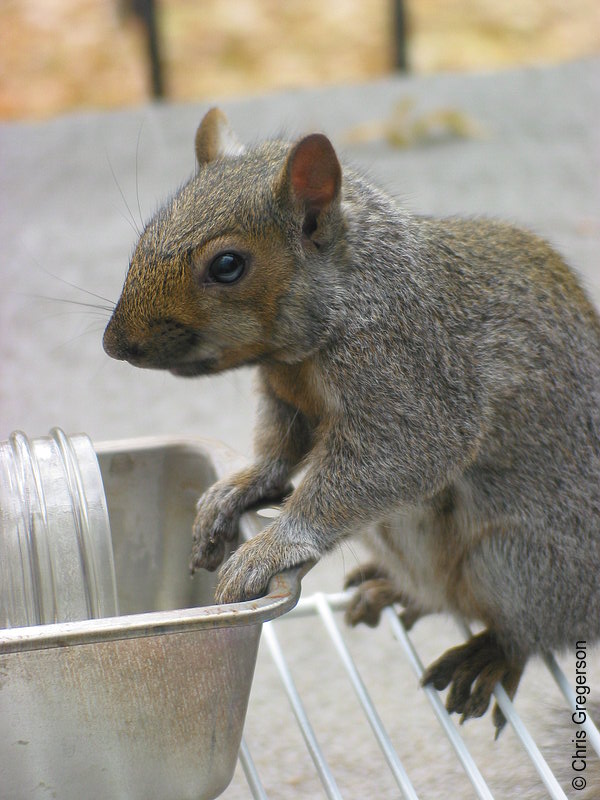 Photo of Squirrel at Feeder(2551)