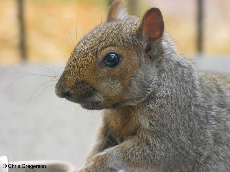 Photo of Profile of Brownie the Squirrel(2553)
