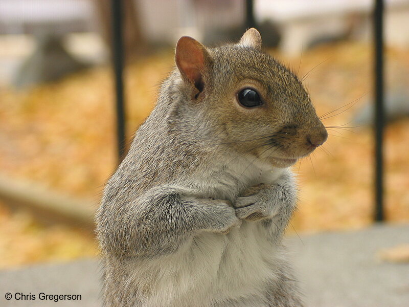 Photo of Eastern Gray Squirrel(2559)