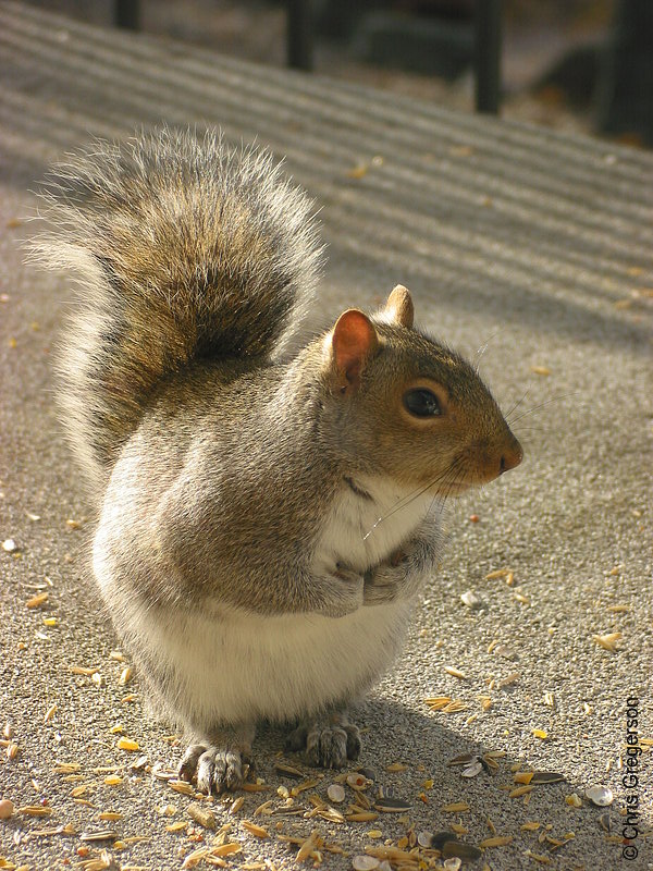 Photo of Crouching Squirrel, Hidden Peanut(2563)