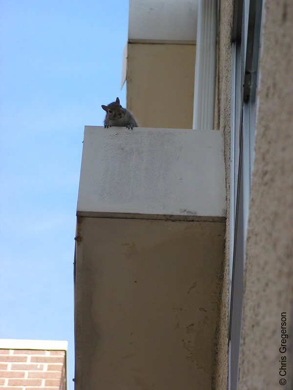Photo of Squirrel on Air Conditioner(2572)