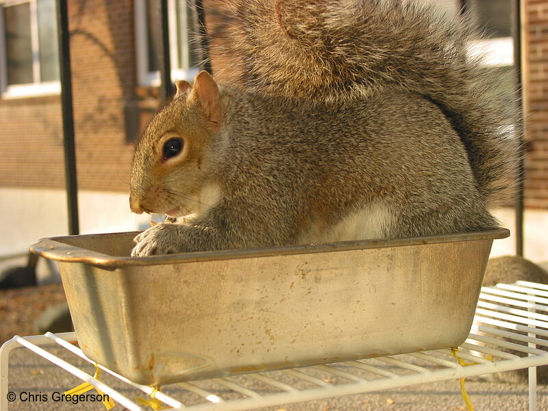 Photo of Squirrel in a Breadpan(2575)