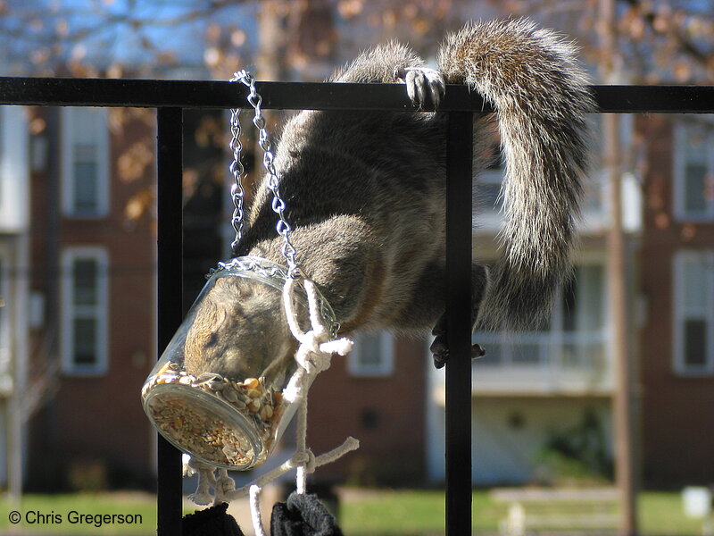 Photo of Squirrel Pushing Face into Feeder(2578)