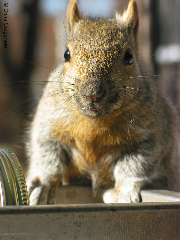 Photo of Brownie the Squirrel(2587)