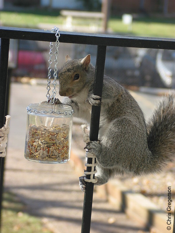 Photo of Squirrel Climbing up to Feeder(2593)