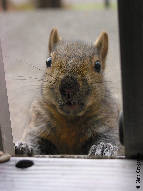 Photo of Brownie the Squirrel at my Patio Door(2598)
