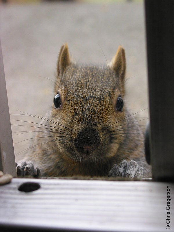 Photo of Brownie the Squirrel at my Patio Door(2599)