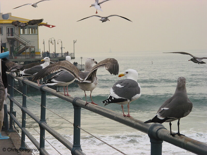 Photo of Seagulls at Santa Monica Pier(2619)