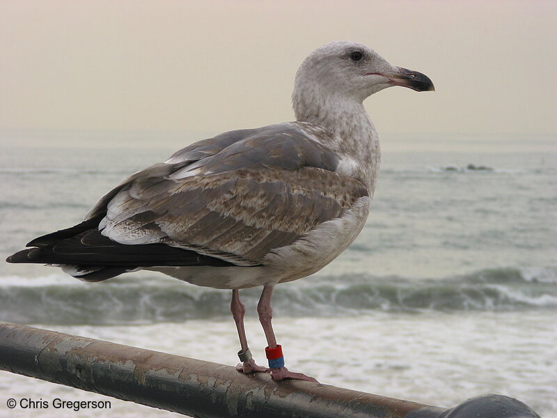 Photo of Seagull at Santa Monica Pier(2621)