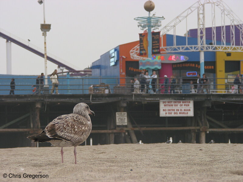 Photo of Santa Monica Pier and Seagull(2631)