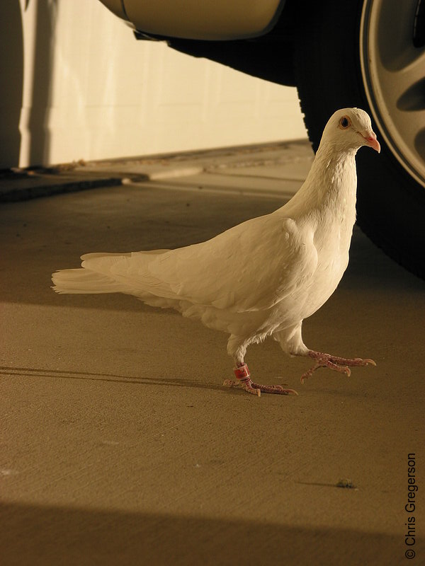Photo of White Dove Strutting(2655)