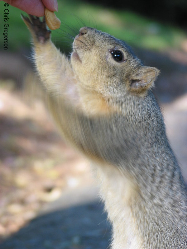 Photo of Squirrel Taking a Nut(2678)