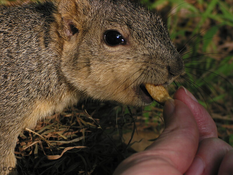Photo of Fox Squirrel Taking a Cashew(2684)