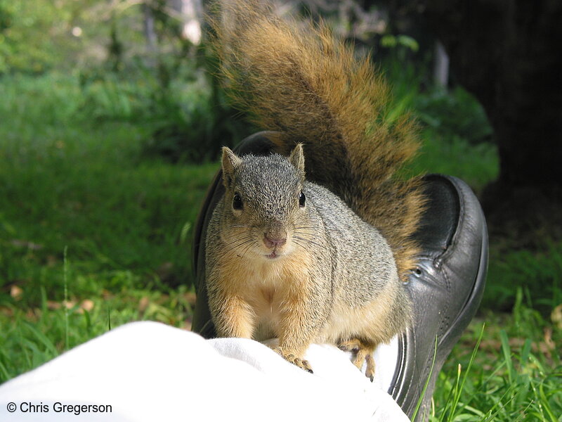 Photo of Squirrel Sitting on my Ankles(2691)