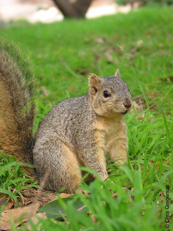 Photo of Fox Squirrel Sitting in Park(2695)