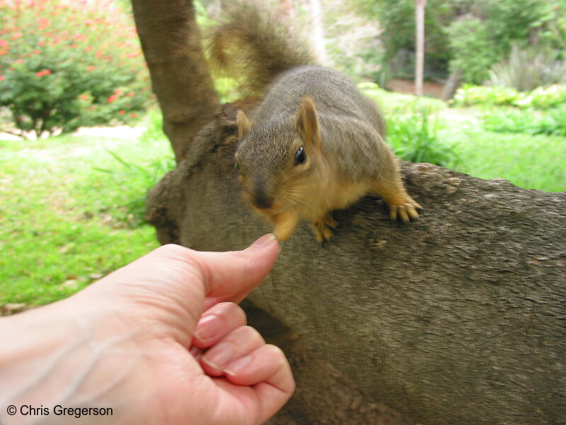 Photo of Feeding a Squirrel in a Tree(2701)