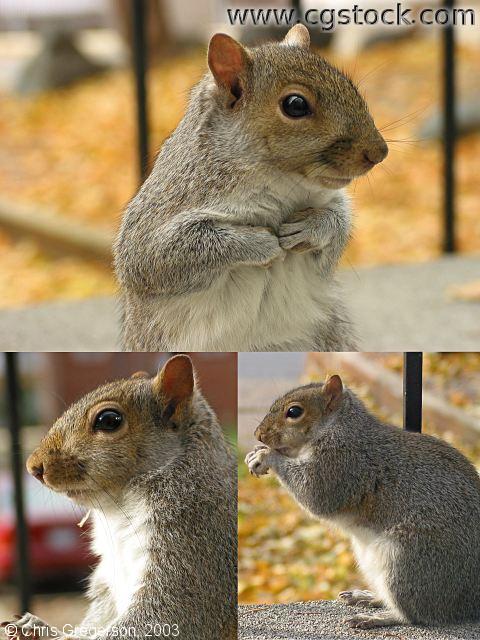 Photo of Squirrel Poster(2717)