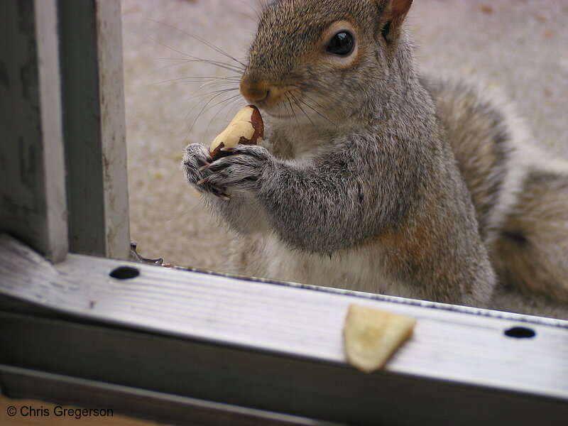 Photo of Squirrel Eating Brazil Nut(2736)