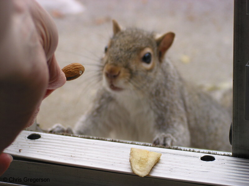 Photo of Feeding a Squirrel an Almond(2737)