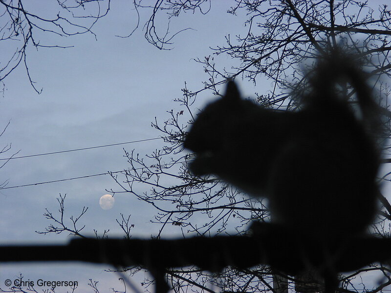 Photo of Squirrel and Moon(2741)