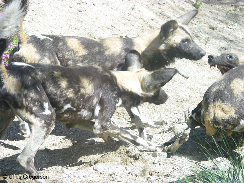 Photo of Wild African Dogs(2758)