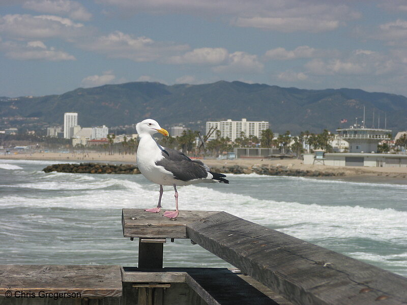 Photo of Seagull on the Venice Pier(2767)