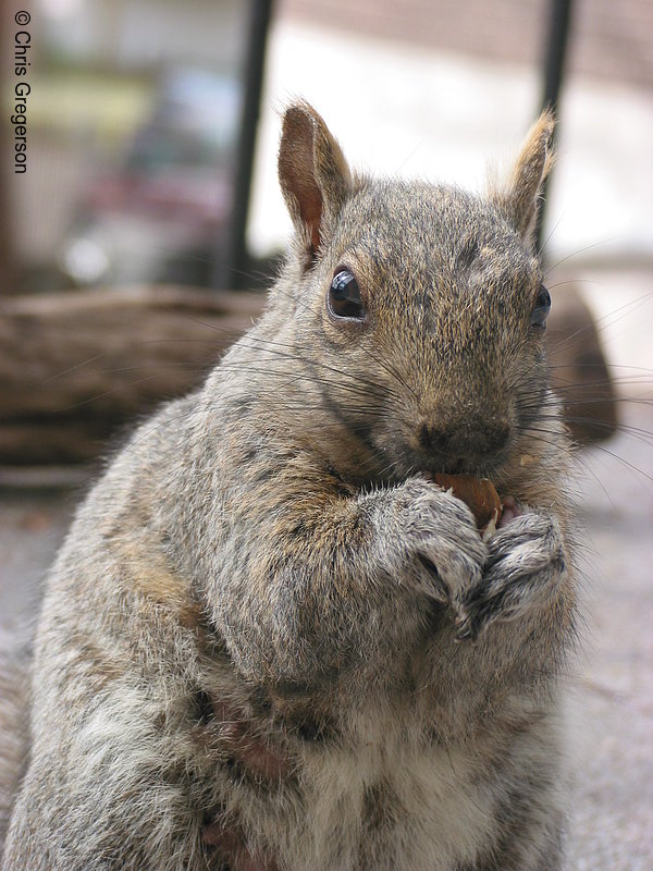 Photo of Sarah the Squirrel (2782)