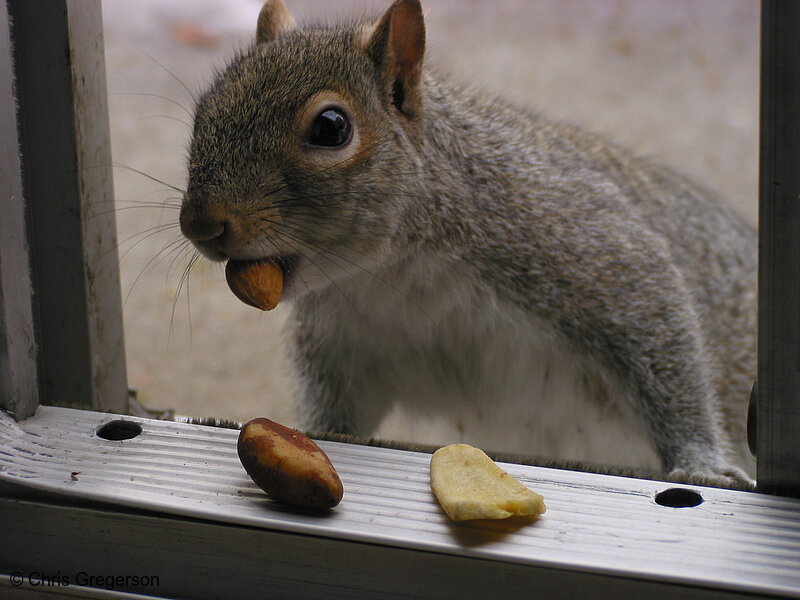 Photo of Squirrel Takes Almond(2861)