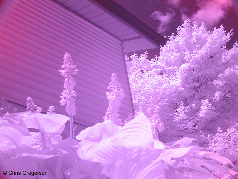Photo of Modified Infrared Garden(2869)