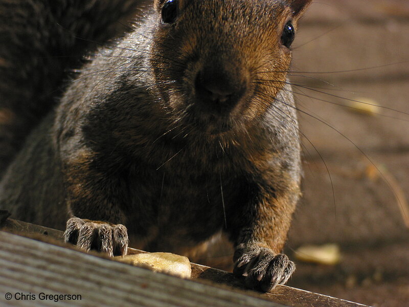 Photo of Hungry Squirrel(2934)